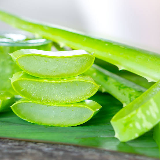 Aloe Vera Leaf